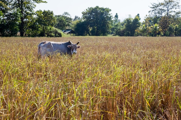 Toro dalla Tailandia