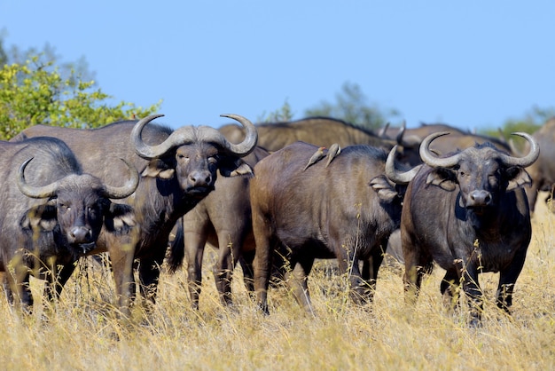 Toro di bufalo africano selvaggio. Parco nazionale dell'Africa, Kenya