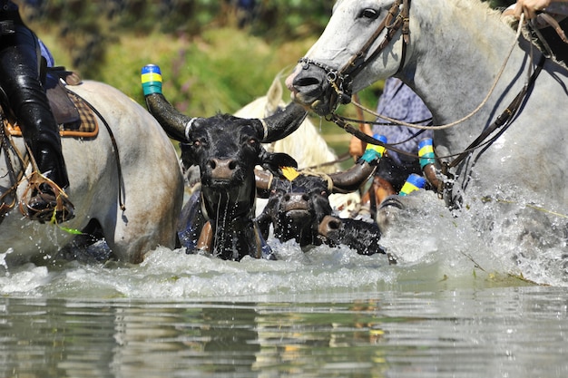 Toro e cavalli in acqua