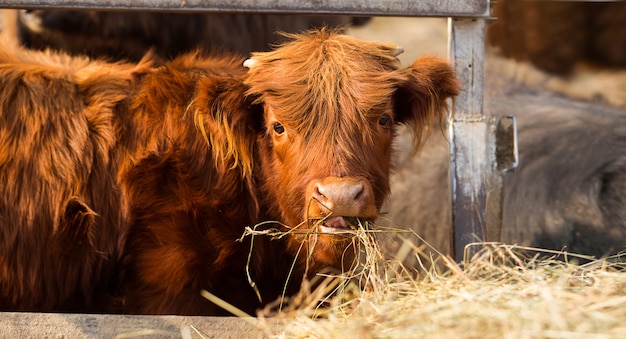 Toro lanuginoso che mangia fieno alla fattoria