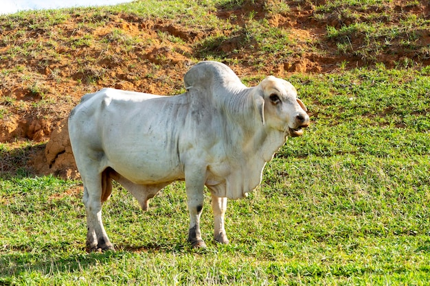 Toro Nelore al pascolo verde