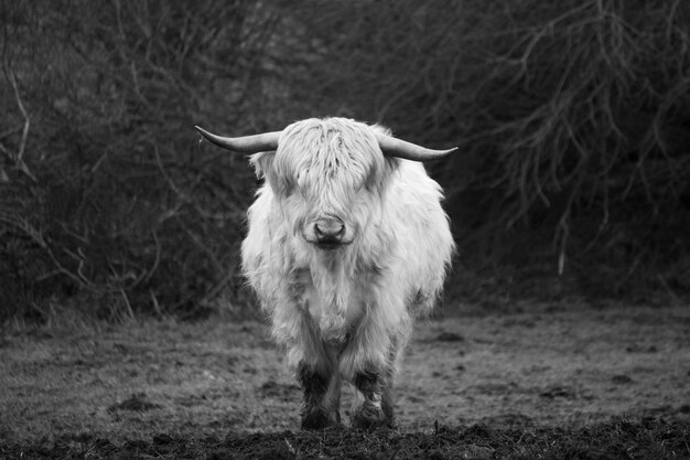 Toro nero e bianco