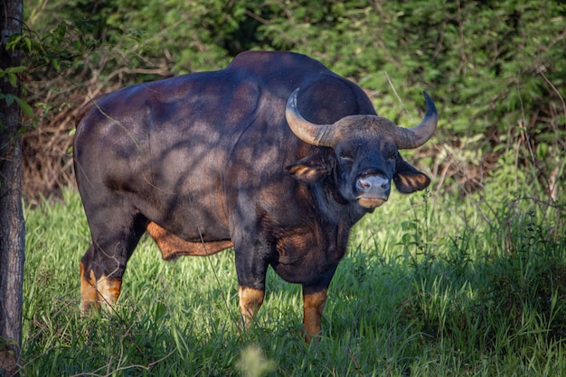Toro rosso del bisonte che mangia erba in foresta e sguardo fisso.