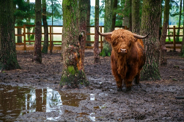 Toro scozzese dell'altopiano che sta nella sporcizia nella fattoria nella foresta