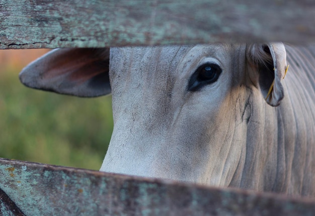 Toro solo nel recinto Chiudi gli occhi