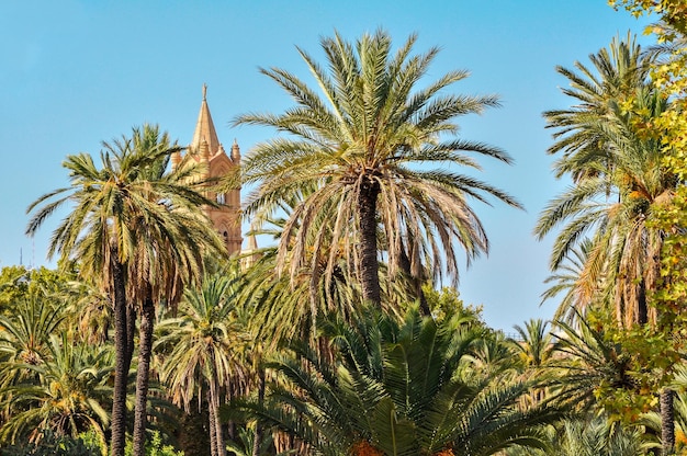 Torre della cattedrale di Palermo vista da dietro le palme del parco