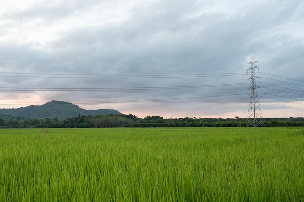 Torre di trasmissione elettrica con risaia