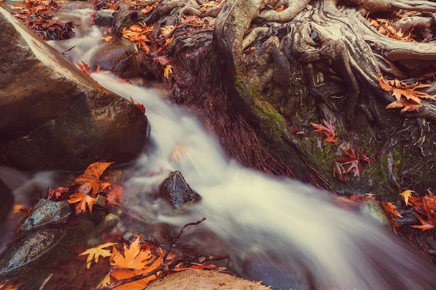 Torrente d'autunno