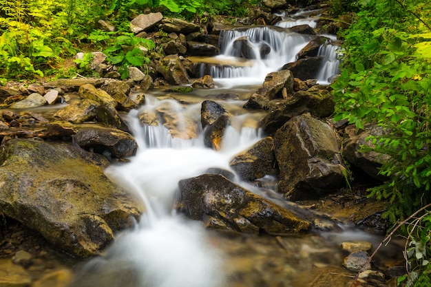 Torrente di foresta con cascate