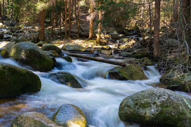 Torrente montano roccioso e alberi di gomma