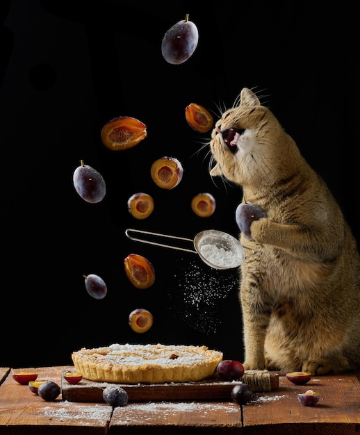 Torta rotonda al forno con prugne Gatto dritto scozzese grigio getta dentro