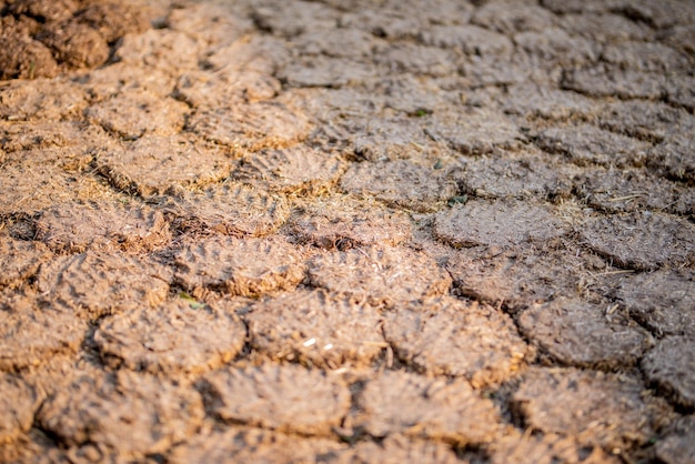 Torte e pani di sterco di vacca essiccati da utilizzare come combustibile naturale