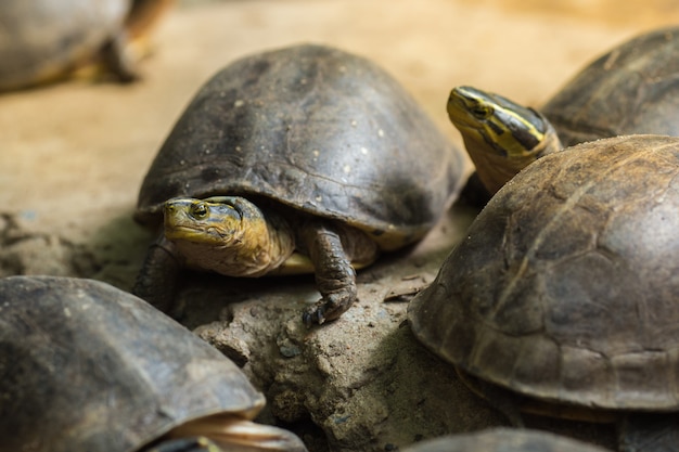 Tortoise guardò la telecamera.