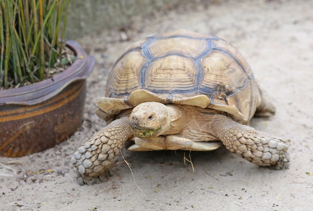 Tortoise stimolata africana nel giardino