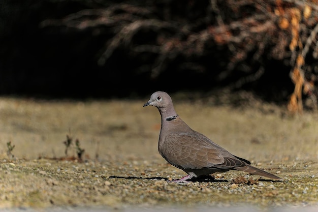 Tortola turca o Streptopelia decaocto - Ave de la familia columbiforme.