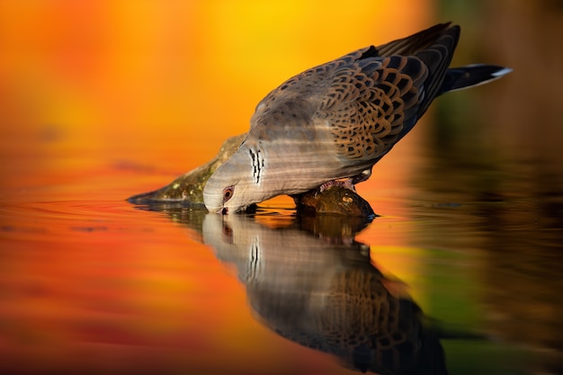 Tortora europea che beve dal fiume in autunno