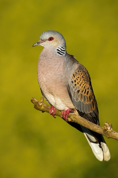 Tortora europea che si siede sul ramo in natura di estate.