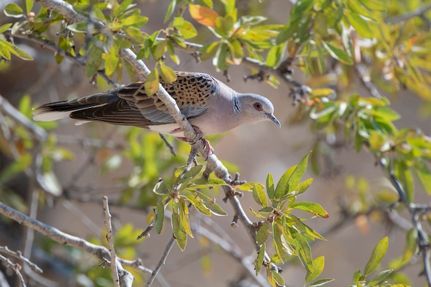 Tortora europea Streptopelia turtur Toledo Spagna