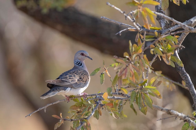 Tortora europea Streptopelia turtur Toledo Spagna