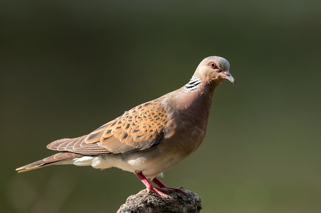 Tortora su un bellissimo sfondo verde (Streptopelia turtur).