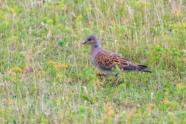 Tortora Tortora europea Streptopelia turtur