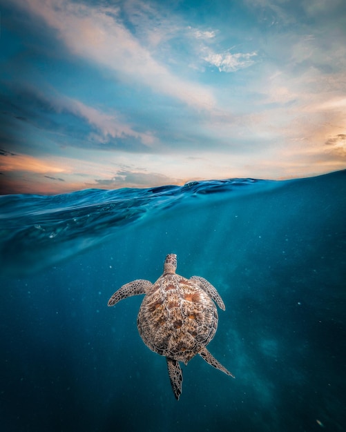 Tortuga a tutta lunghezza che nuota in mare al tramonto