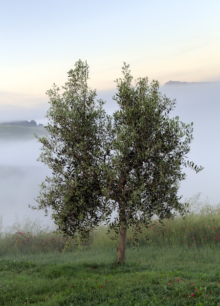 Toscana Italia nebbia Olivo solitario