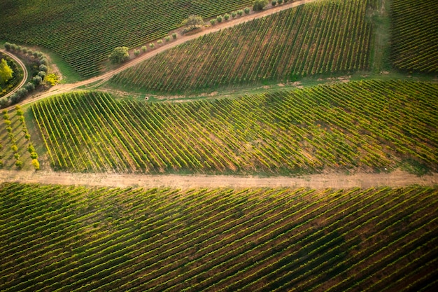 Toscana la coltivazione della vite