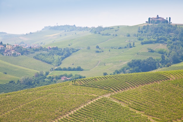 Toscana. Vigneto nel mezzo della regione vinicola più famosa d'Italia.