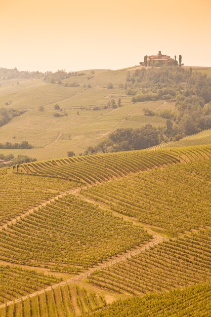 Toscana. Vigneto nel mezzo della regione vinicola più famosa d'Italia.