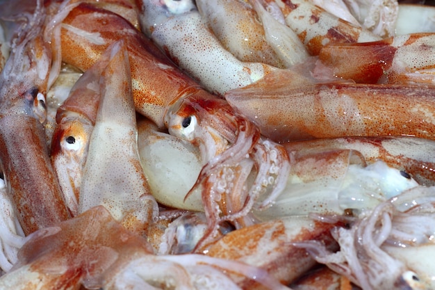 Totena mercato del pesce calamaro mediterraneo