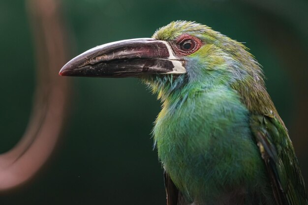 Toucanetto rosso