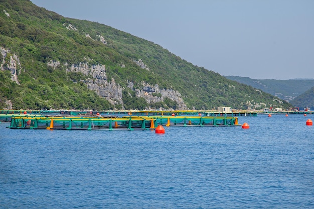 Tour della costa adriatica Fiordo di Limski in Istria Oyster Farm Mare Adriatico