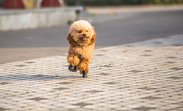 Toy Poodle che gioca in un parco