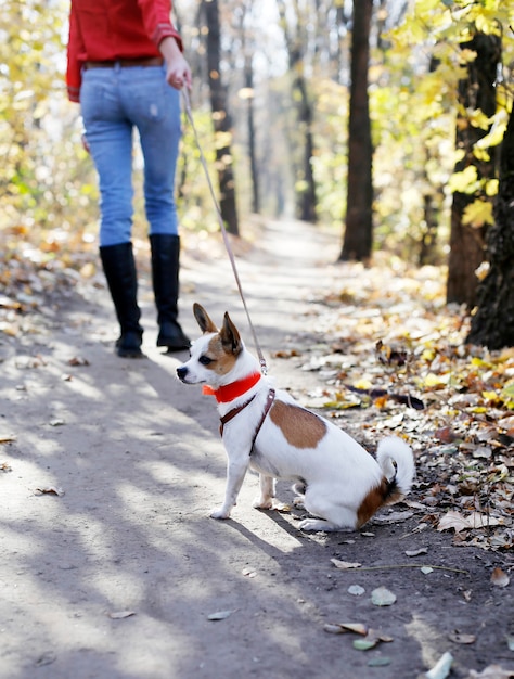 Toy terrier durante la passeggiata al guinzaglio siediti a terra, voglio cacca e pe