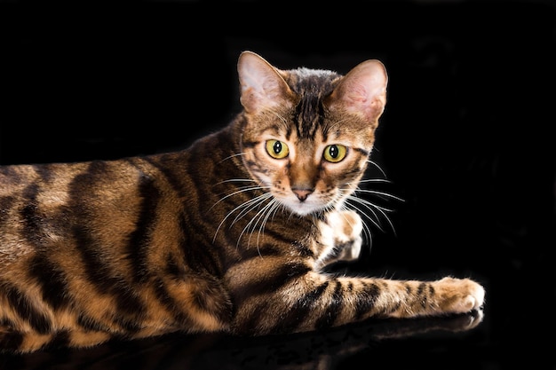 Toyger di razza gatto isolato su sfondo nero