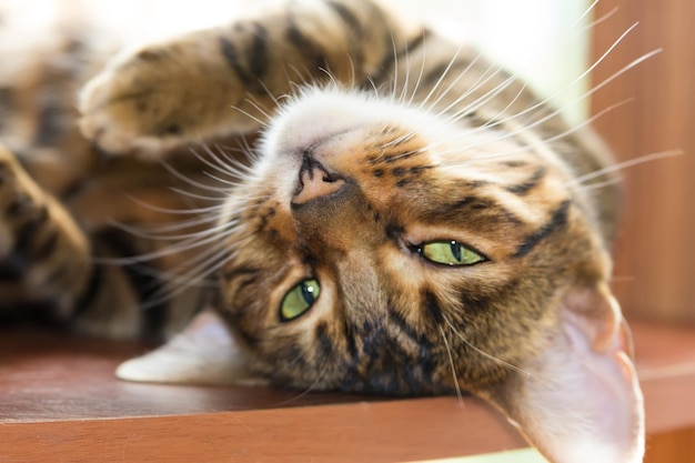 Toyger di razza gatto pigramente sdraiato su una mensola di legno Profondità di campo ridotta