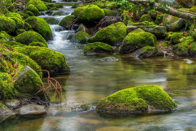 tra le verdi passeggiate sul fiume. A Sarria, Paesi Baschi