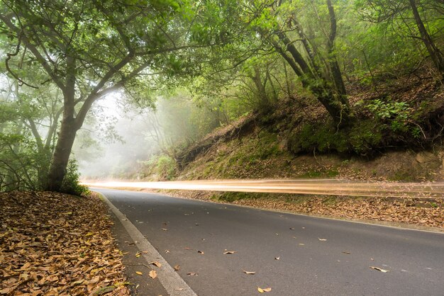 Tracce dell&#39;indicatore luminoso dell&#39;automobile nella foresta nebbiosa, Anaga, Tenerife, Isole Canarie, Spagna.