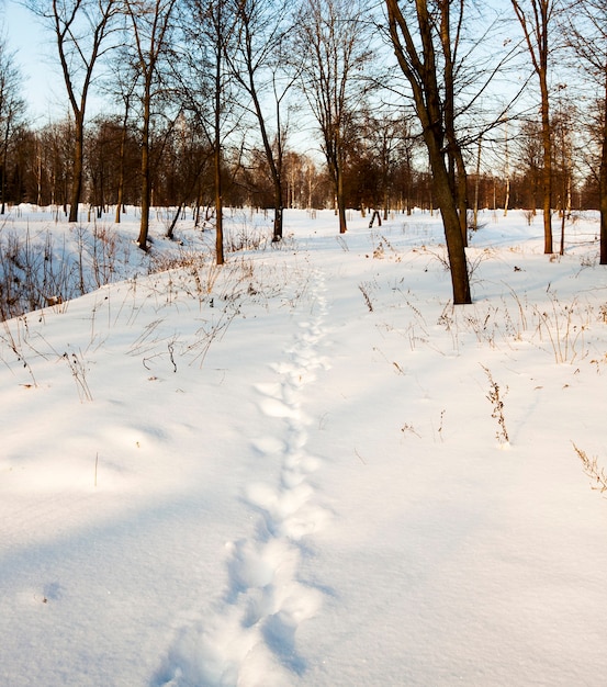 Tracce dell'ultima persona, rimaste sulla neve