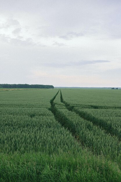 tracce di pneumatici in un campo di grano