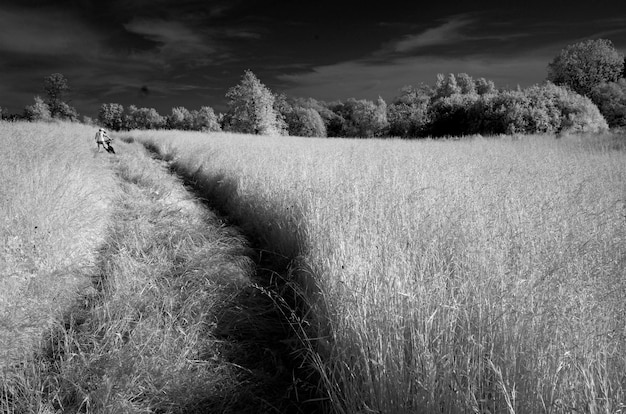 Tracce strette nel paesaggio rurale