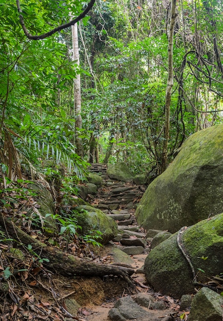 Traccia di escursione attraverso la foresta pluviale, Tailandia