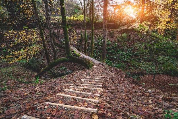 Traccia di escursione e scale di legno con il ponte dell'albero nella foresta di autunno