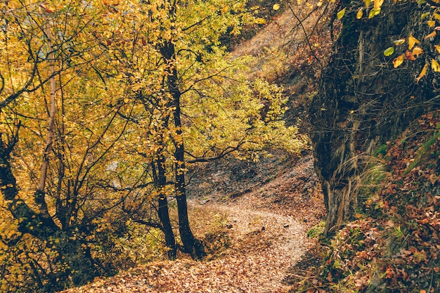 Traccia di escursione variopinta della natura della foresta e dell'albero senza nessuna persona.