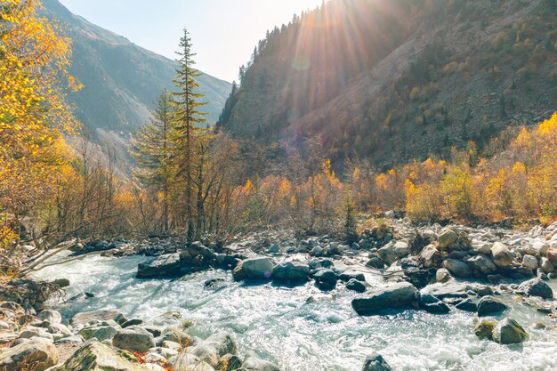 Traccia di escursione variopinta della natura della foresta e dell'albero senza nessuna persona.