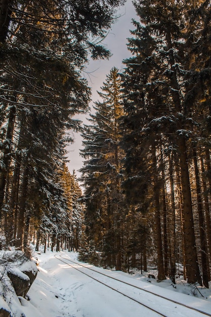 Traccia ferroviaria coperta di neve in mezzo agli alberi della foresta