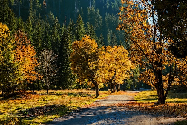 Traccia il percorso nella foresta di montagna