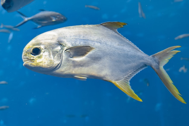 Trachinotus blochii o pompano camuso ad Atlantide, Sanya, isola di Hainan, Cina.