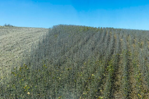 Tractor che raccoglie soia in una fattoria in Brasile Visto dall'interno della cabina